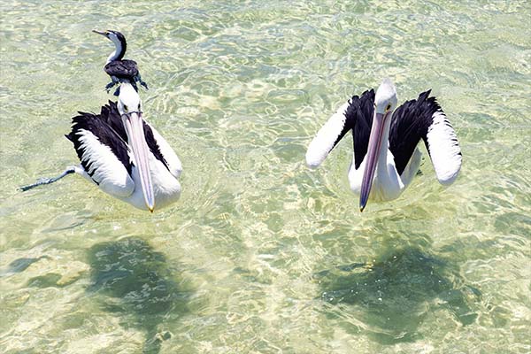 Enjoy-Travel-and-Tours-Moreton-island-pelican